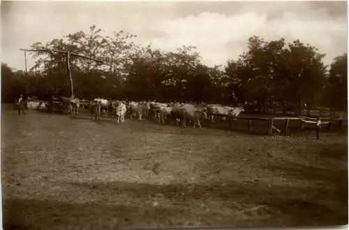 Hungary - Ochsen im Viehkral -463444