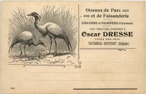 Watermael-Boitsfort - Oiswaux de PArc -464934