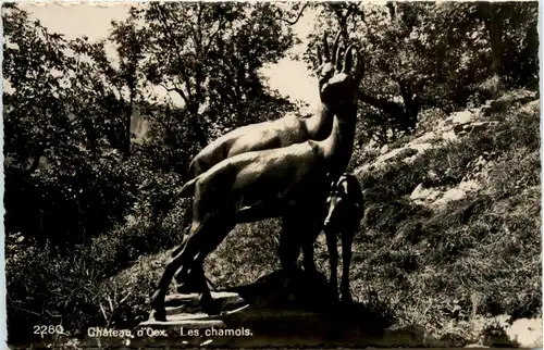 Chateau d Oex - Les chamois -465826