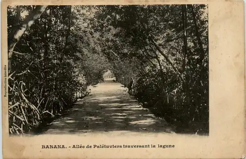 Congo - Banana - Allee de Paletuviers -445580