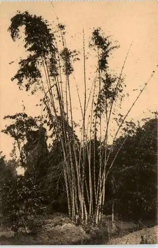 Congo - Kisantu -445600