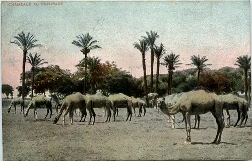 Egypt - Chameaux au Paturage -432304