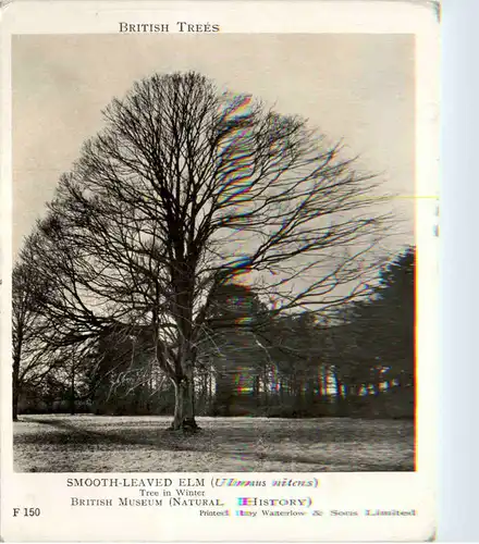 Smooth-Leaved Elm - Tree -468922