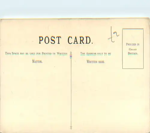 Smooth-Leaved Elm - Tree -468922