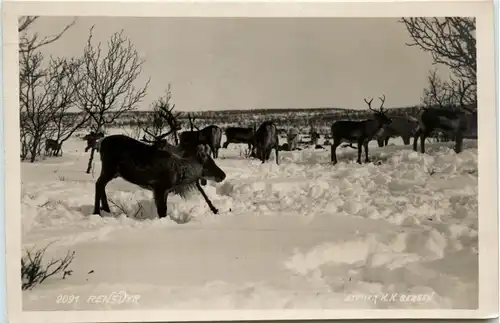 Rensdyr - Norway -468500