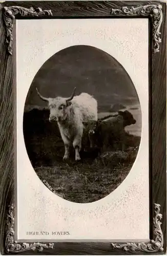 Highland Rovers - Cow -468896