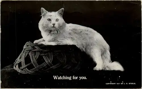 Katze - Cat- Watching for you -472302