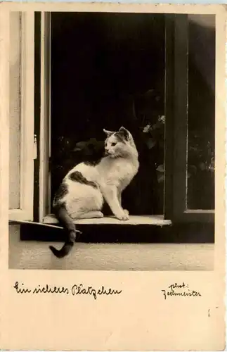 Katze - Cat - Ein sicheres Plätzchen -472334