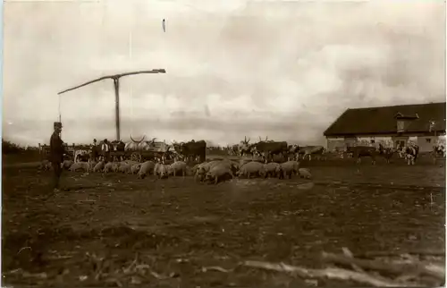 Hungary - An der Tränke -449298