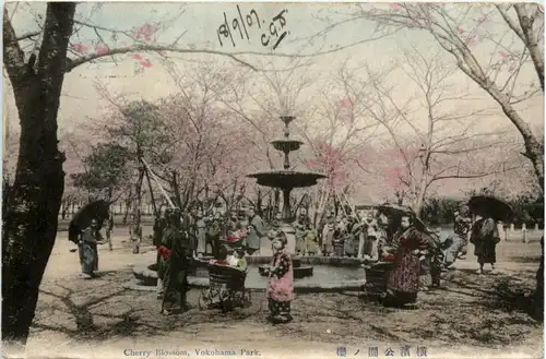 Japan - Yokohama Park - Cherry Blossom -474758