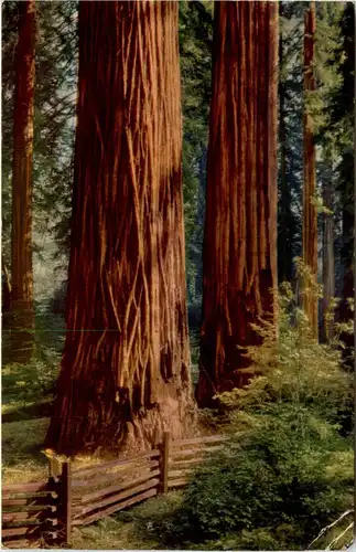 Redwoods California -436860