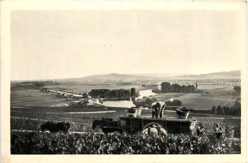 Scene de vendange a Hautvillers -475624