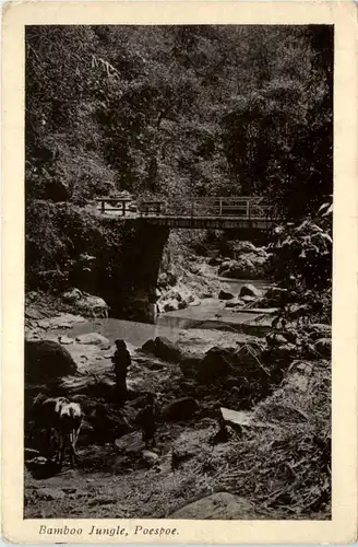 Poespoe - Bamboo Jungle - Indonesia -475492