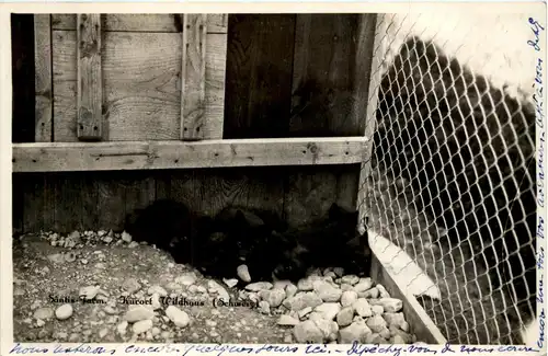 Wildhaus - Säntis Farm -439150