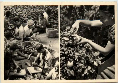 Israel - Orange Picking at Mikveh Israel -476888