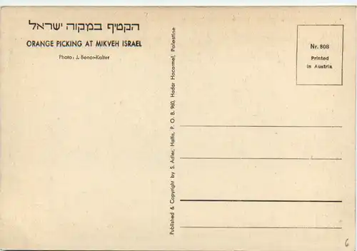 Israel - Orange Picking at Mikveh Israel -476888