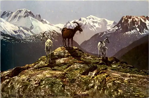 Chamonix - Mont Blanc - Ziegen - Goat -477130