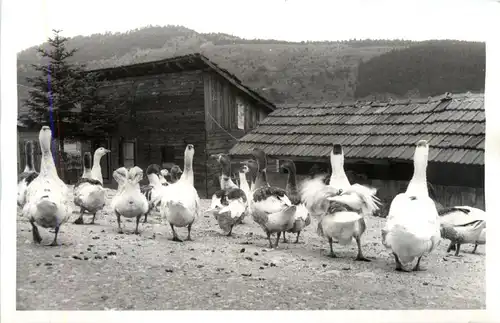 Turkey - Abant -440508