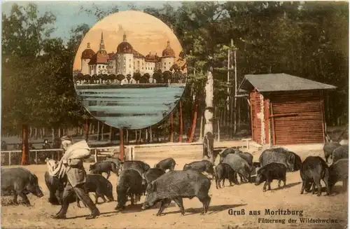 Gruss aus Moritzburg, Fütterung der Wildschweine -375164