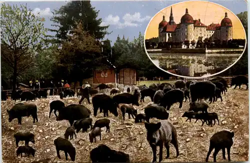 Moritzburg - Fütterung der Wildschweine -375198