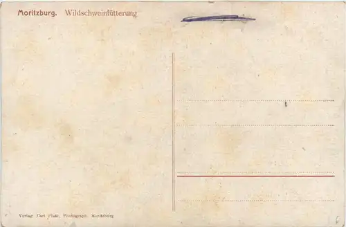 Moritzburg - Fütterung der Wildschweine -375198