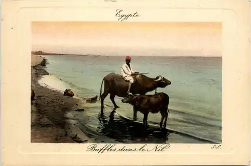 Egypt - Buffles dans le Nil -442262