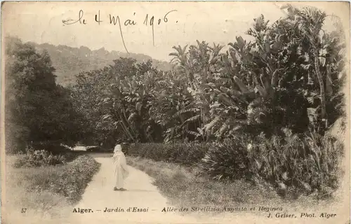 Alger, Jardin dÈssai - Allee des Strelitzia Augusta Reginea -361930