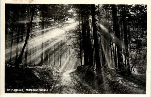 Im Harzwald, Morgenstimmung -377954