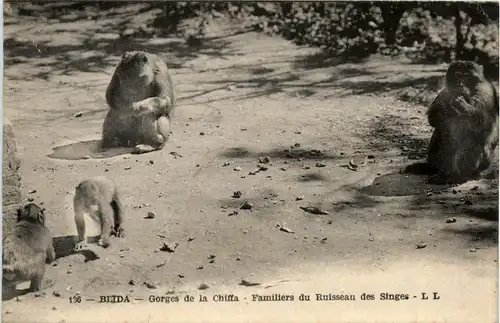 Blida, Gorges de la Chiffa, Familiers du Ruisseau des Singes -363330