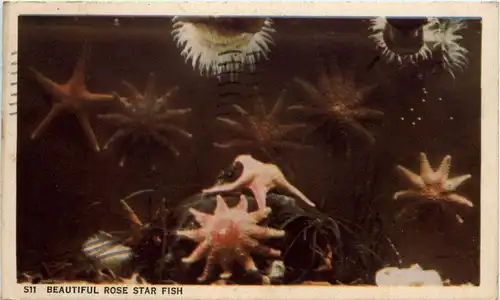 Rose Star Fish -445422