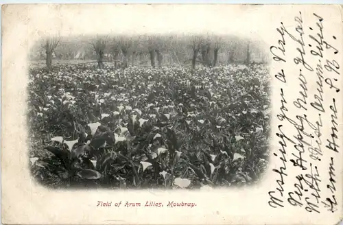 Mowbray - Field of Arum Lilies -101058