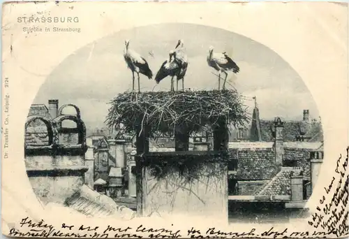 Strassburg - Störche -102094