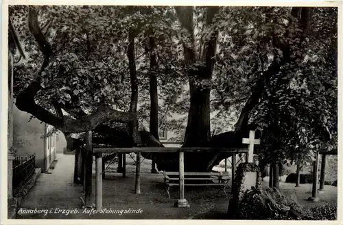 Annaberg i. Erzgeb., Auferstehungslinde -386450