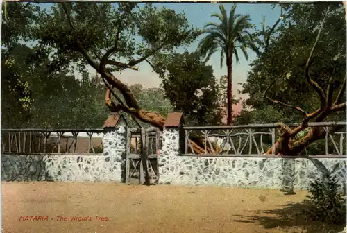 Mataria - The Virgins Tree - Egypt -97448