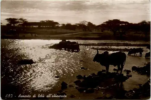 Eritrea - Armento di Zebu -98334