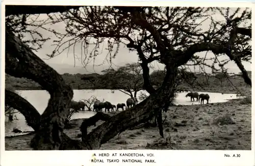 A Herd at Kandetcha - Royal Tsavo National Park -98474