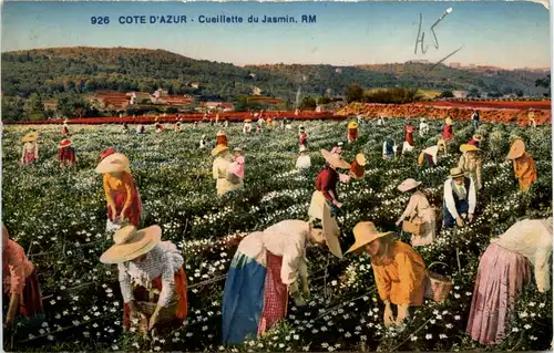 Cueilette du Jasmin -367366