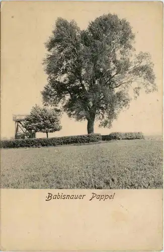 Babisnauer Pappel -389072