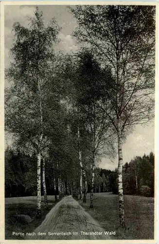 Partie nach dem Serrenteich im Tharandter Wald -387468