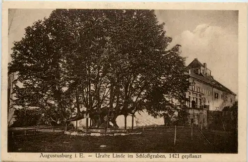 Augustusburg im Erzgeb., uralte linde im Schlossgarten -390210