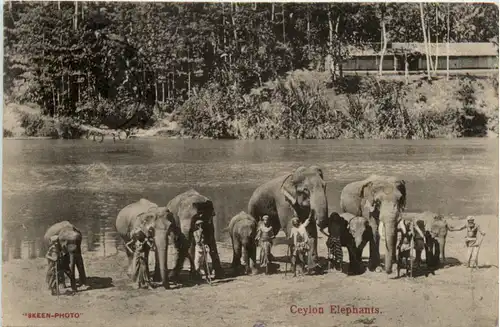 Ceylon - Elephants -484406