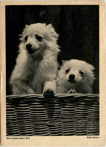 Hunde - Wer kommt denn da? -484184