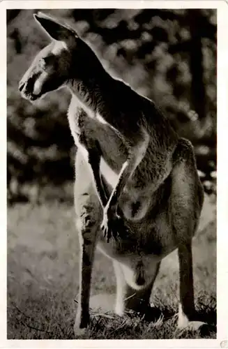 München - Tierpark Hellabrunn - Känguruh -483932