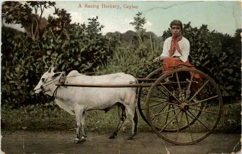 Ceylon - A Racing Hackery -484436