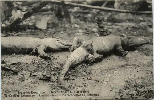 Bruxelles Exposition L Incendie 1910 - Crocodile -485570