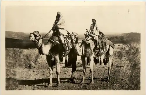 Cairo - Chameaux de Voyage -484818