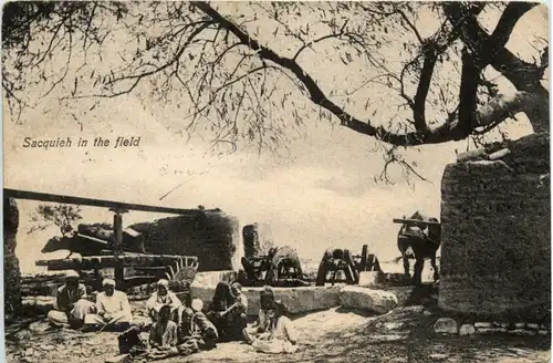 Sacquieh in the field - Egypt -484858