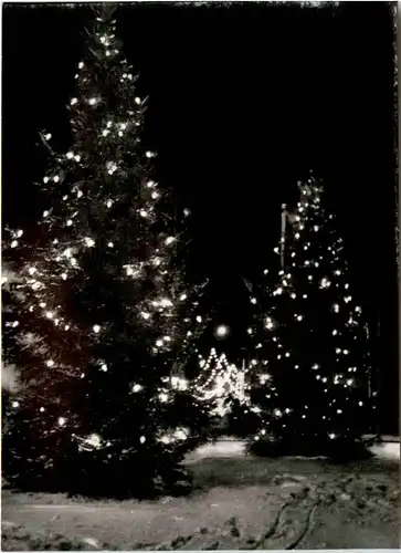 Königsberg - Münzplatz, Weihnachtliche Tannen -489532