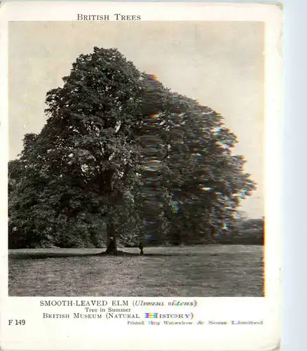 Smooth-Leaved Elm - Tree -468924