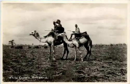 Nigeria - White Camels -98416